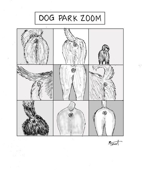 Dog Park Zoom