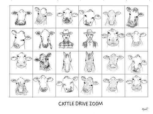 Cattle Drive Zoom
