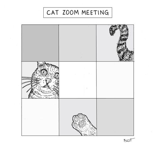 Cat Zoom Meeting