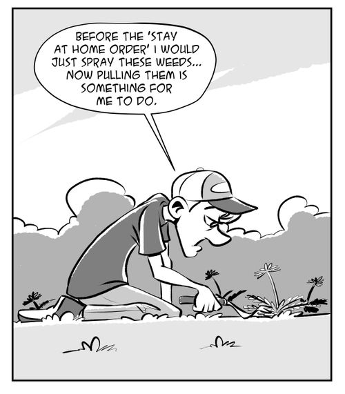 "Before the 'stay at home order' I would just spray these weeds... Now pulling them something for me to do."