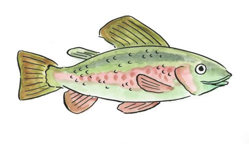 Trout fish.