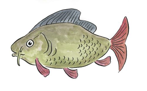 Carp fish.