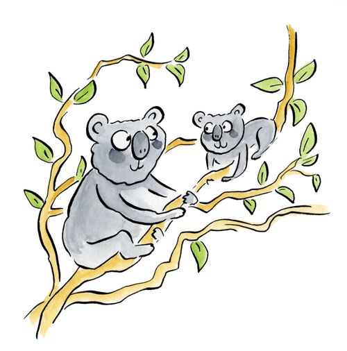 Koalas