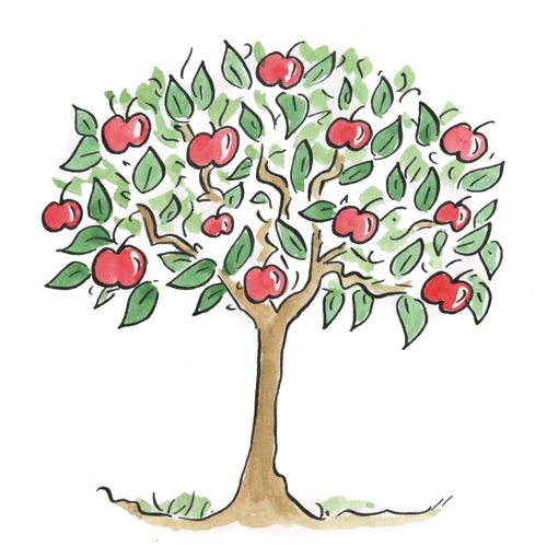 Apple Tree