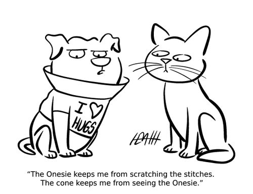 "The Onesie keeps me from scratching the stitches. The cone keeps me from seeing the Onesie."