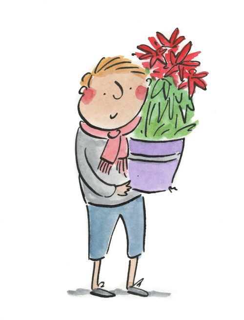 Poinsettia