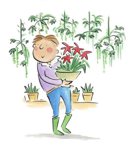 Poinsettia