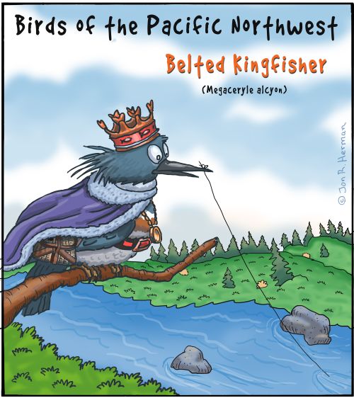 "Birds of the Pacific Northwest: Belted Kingfisher