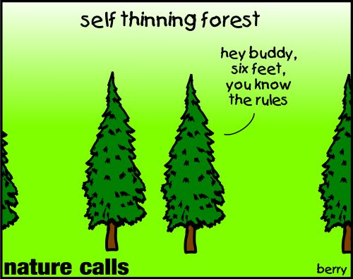 Self thinning forest