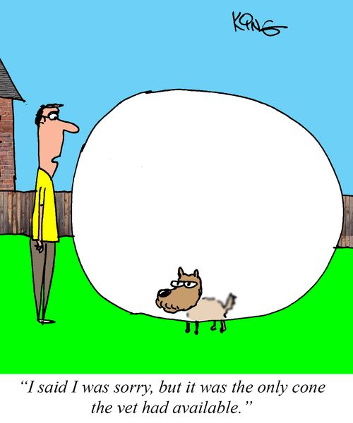 "I said I was sorry, but it was  the only cone the vet had available."