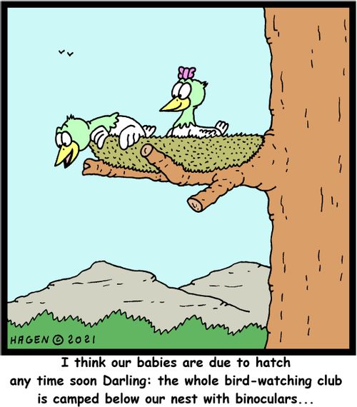 "I think our babies are due to hatch any time soon Darling: the whole bird-watching club is camped below our nest with binoculars..."