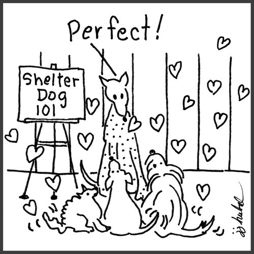 Shelter Dog 101 "Perfect!"