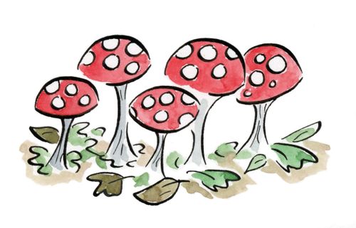 Bunch of toadstools.