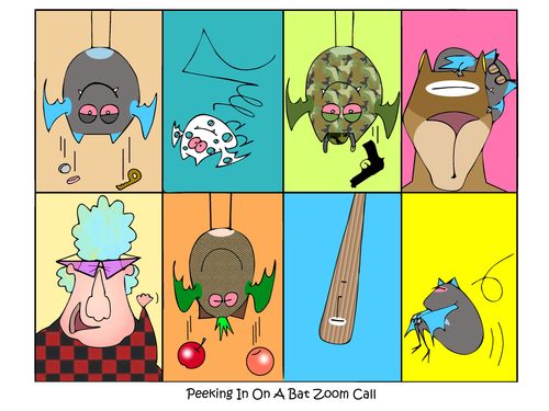 Peeking in on a Bat Zoom Call