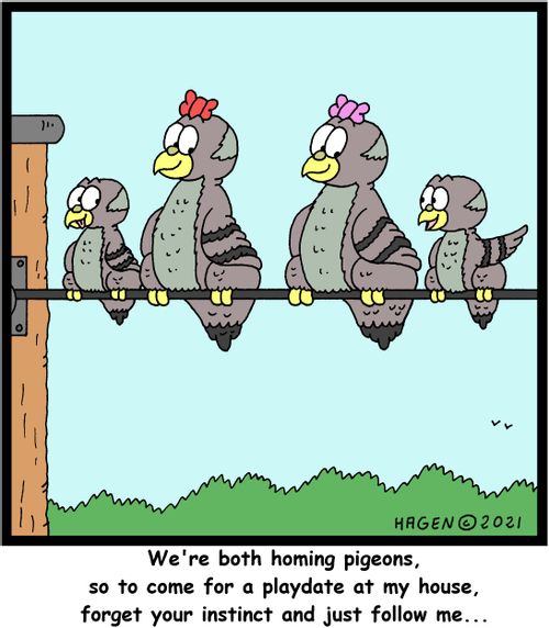 "We're both homing pigeons, so to come for a playdate at my house, forget your instinct and just follow me..."