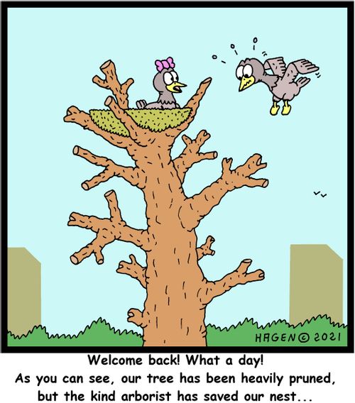 Welcome back! What a day! As you can see, our tree has been heavily pruned, but the kind arborist has saved our nest...