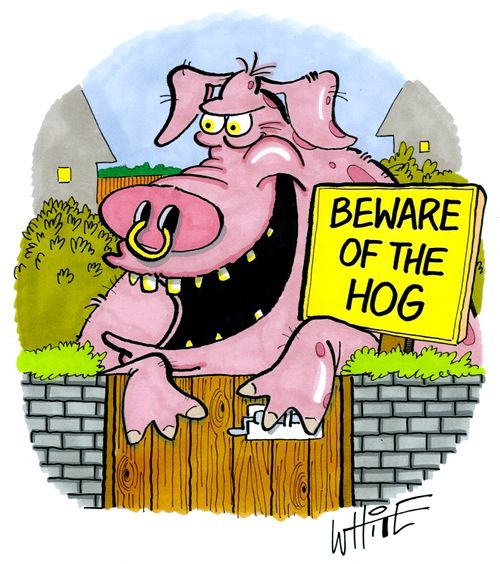 Beware Of The Hog...