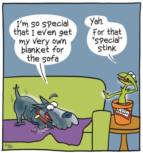 "I'm so special that I even get my very own blanket for the sofa."