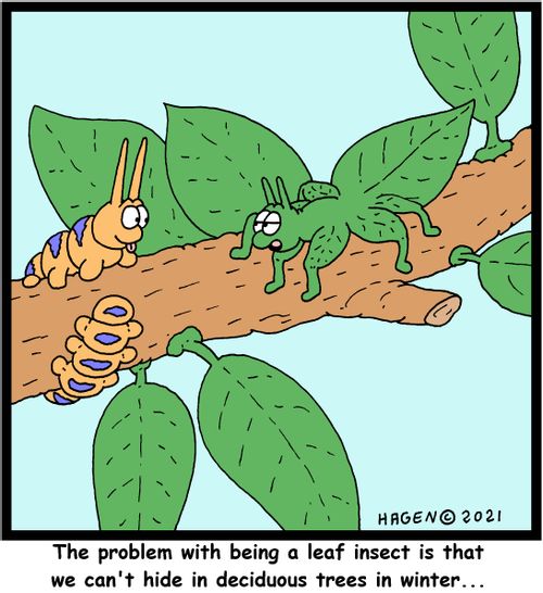 "The problem with being a leaf insect is that we can't hide in deciduous trees in winter..."