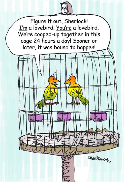"Figure it out, Sherlock! I'm a lovebird. You're a lovebird. We're cooped-up together in this cage 24 hours a day! Sooner or later it was bound to happen."