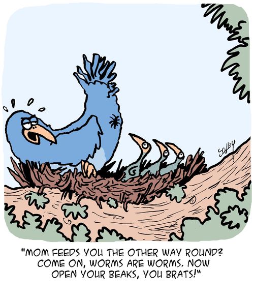 "Mom feeds you the other way round? Come on, worms are worms. Now open your beaks, you brats!"