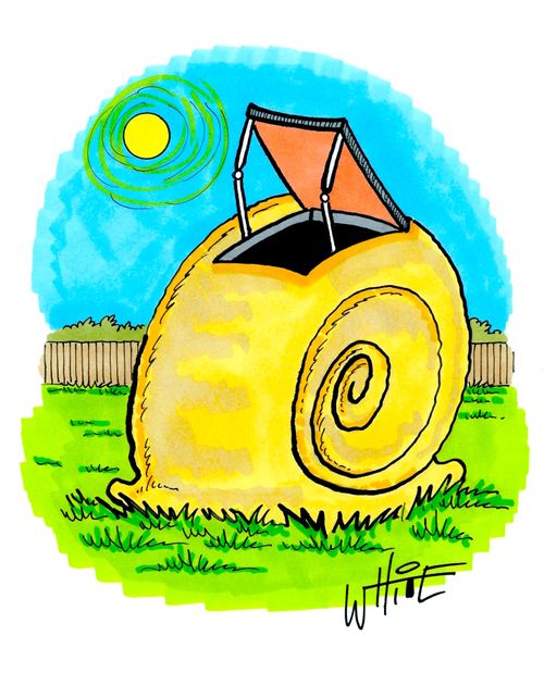 Snail with a skylight....