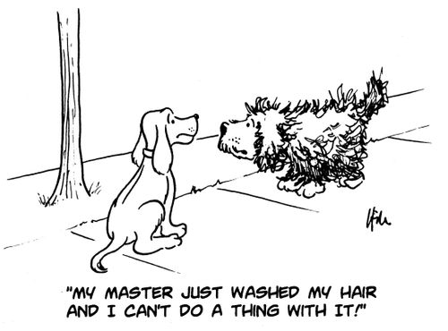 "My master just washed my hair and I can't do a thing with it!"