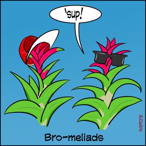 Bro Miliads