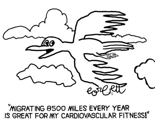 "Migrating 8500 miles every year is great for my cardiovascular fitness!"