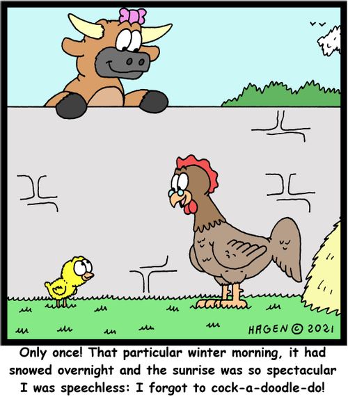 "Only once! That particular winter morning, it has snowed overnight and the sunrise was so spectacular I was speechless: I forgot to cock-a-doodle-do!"