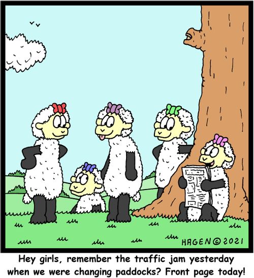 "Hey girls, remember the traffic jam yesterday when we were changing paddocks? Front page today!"