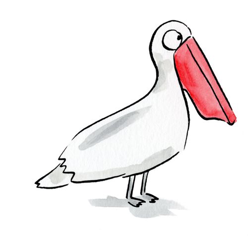 Pelican