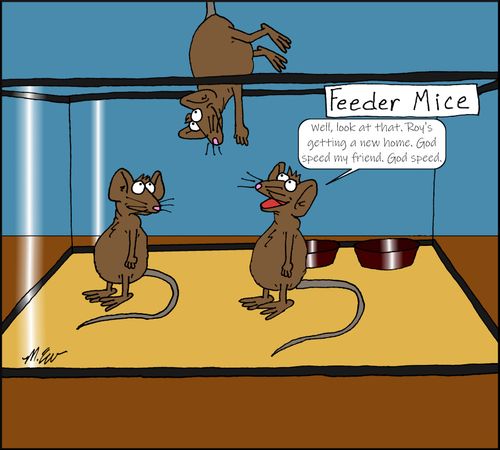 Feeder Mice