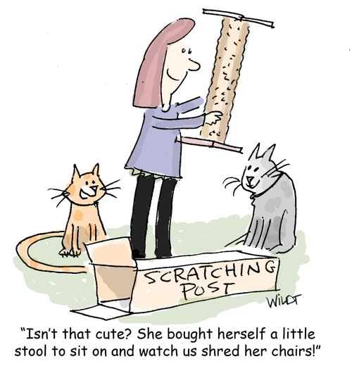 "Isn't that cute? She bought herself a little stool to sit on and watch us shred her chairs!"