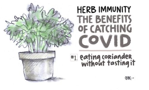 Herb Immunity: The Benefits of Catching Covid - Eating coriander without tasting it.