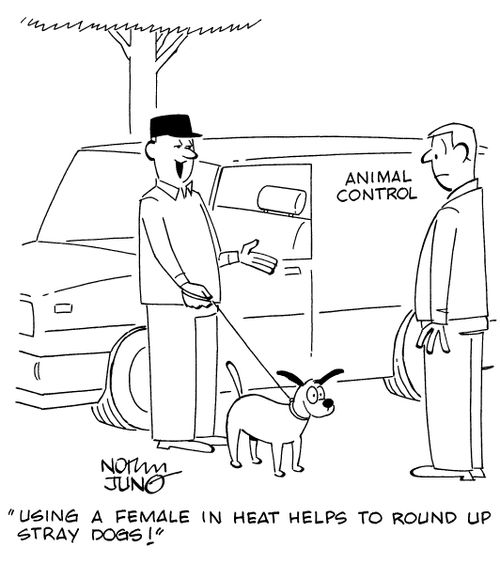 "Using a female in hear helps to round up stray dogs!"