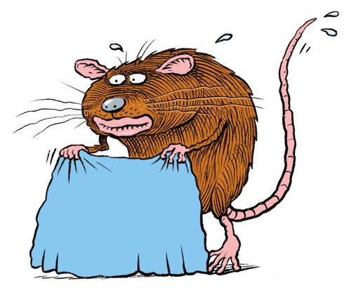 Rat with towel 