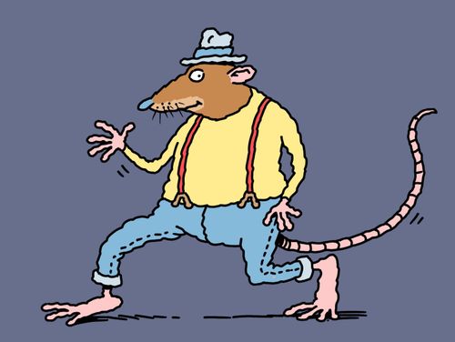 Rat with hat