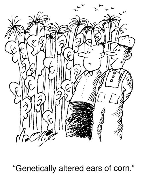 "Genetically altered ears of corn."