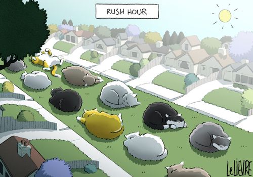 Rush hour with cats