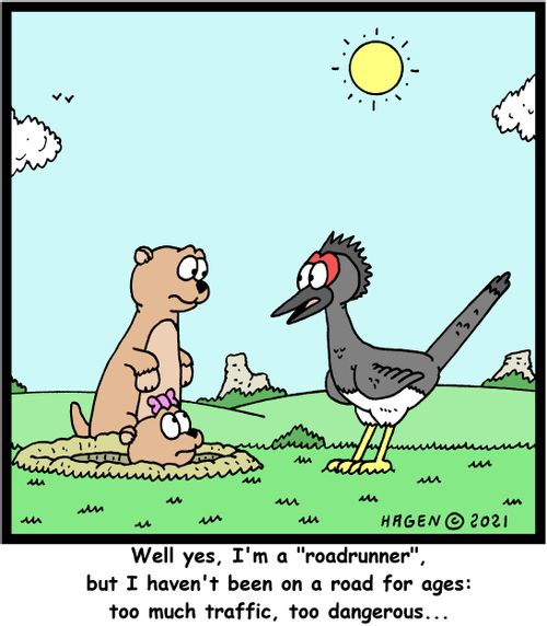 "Well yes, I'm a 'roadrunner', but I haven't been on a road for ages: too much traffic, too dangerous..."