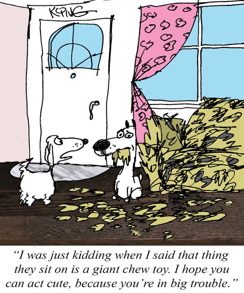 "I was just kidding when I said that thing they sit on is a giant chew toy. I hope you can act cute, because you're in big trouble."