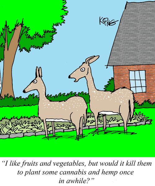 "I like fruits and vegetables, but would it kill them to plant some cannabis and hemp once in awhile?"