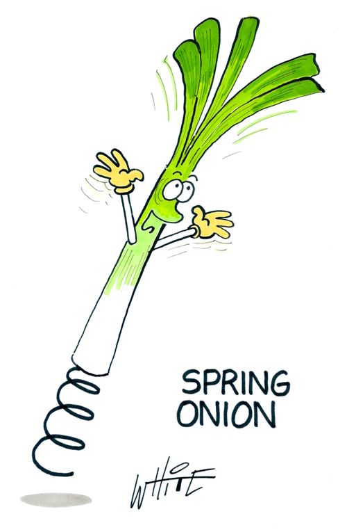 Spring Onion