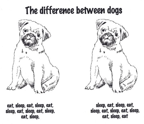 The differences between dogs