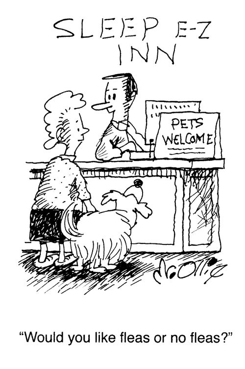 "Would you like fleas or no fleas?"