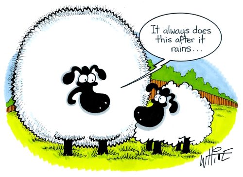 "It always does this after it rains."
