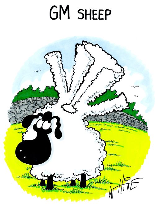 GM Sheep