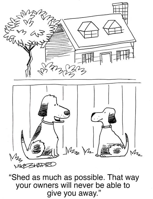 "Shed as much as possible. That way your owners will never be able to give you away."