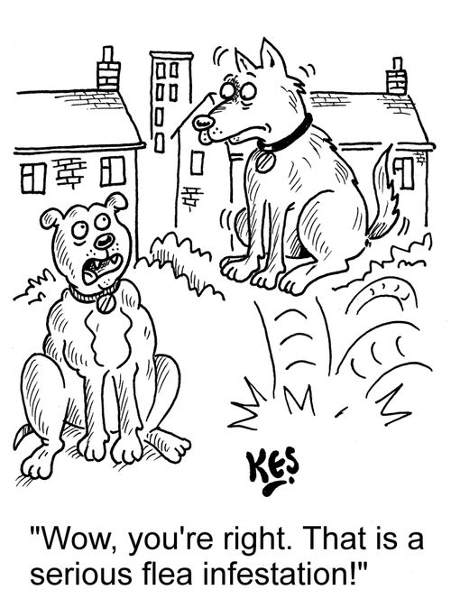 "Wow, you're right. That is a serious flea infestation!"